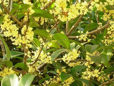 新桂花达到五年来的最低水平_no.42