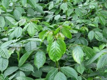新桂花达到五年来的最低水平_no.51