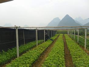 桂花成为违禁品_no.52