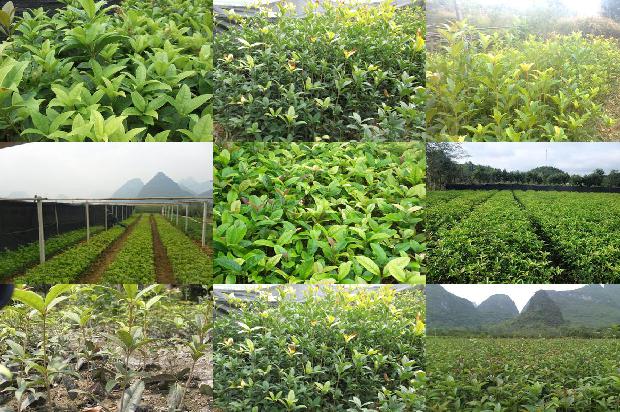 桂花树价格-桂花病虫害的防治1654532346426