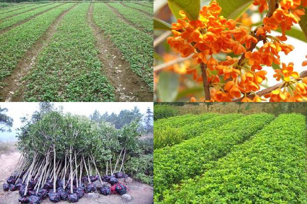 桂花树价格[大棚生菜—桂花/洋扁豆—甜椒一年四熟复式栽培模式]1654709240660
