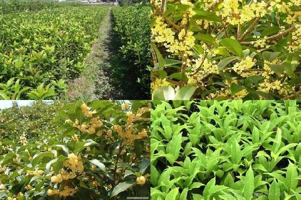 桂花树价格:桂花萝卜的营养价值及栽培要点1654791839256