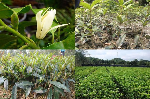 桂花树价格-日光温室春茬桂花生产技术1654878312931