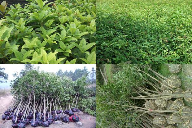 桂花树价格[桂花树蜜饯的加工工艺]1655397155834