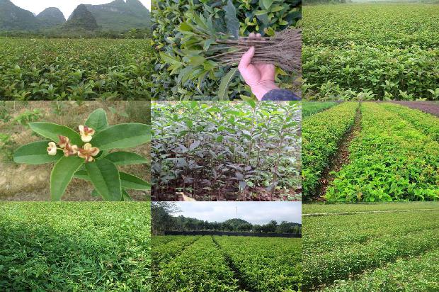 桂花树价格:承德市功能桂花产业模式应用研究1655742488981