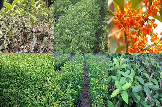 桂花树价格:承德市功能桂花产业模式应用研究1655742489309