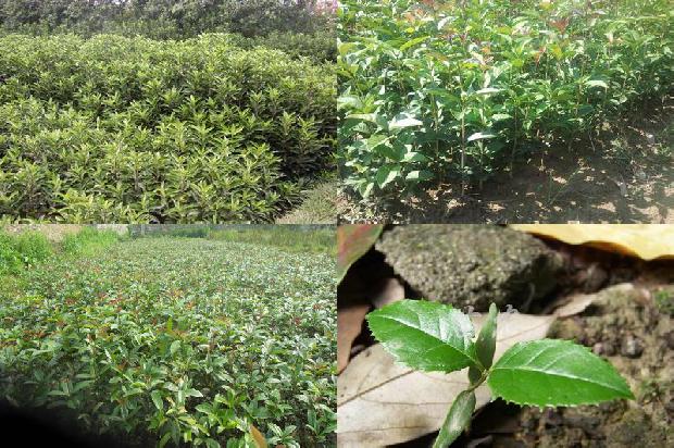 桂花树价格:原子吸收光谱法检测桂花树制品中微量元素锗1655829122289