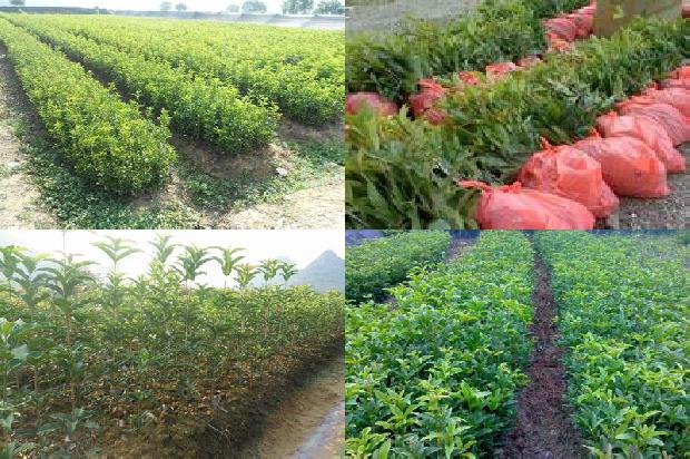 桂花树价格:大棚桂花定植容易出现的问题及其对策（下）1656261190066