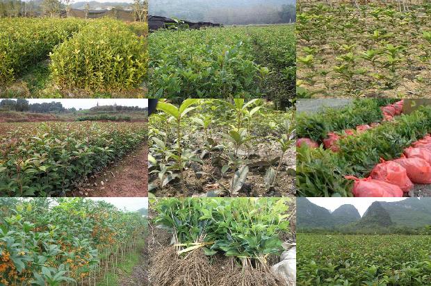 桂花树价格:大棚桂花定植容易出现的问题及其对策（下）1656261190918