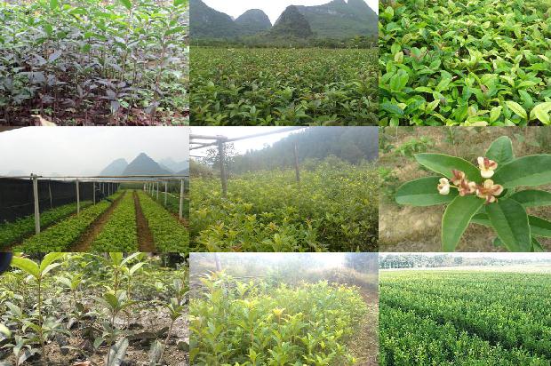 桂花树价格:PBO在十种大宗桂花树上的简明使用方法1656606692449