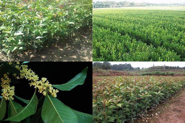 桂花树价格:浅析桂花树农场人力资本供求变动呈发散型蛛网的原因及对策1657297442746