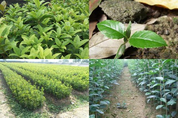 桂花树价格:浅析桂花树农场人力资本供求变动呈发散型蛛网的原因及对策1657297443091