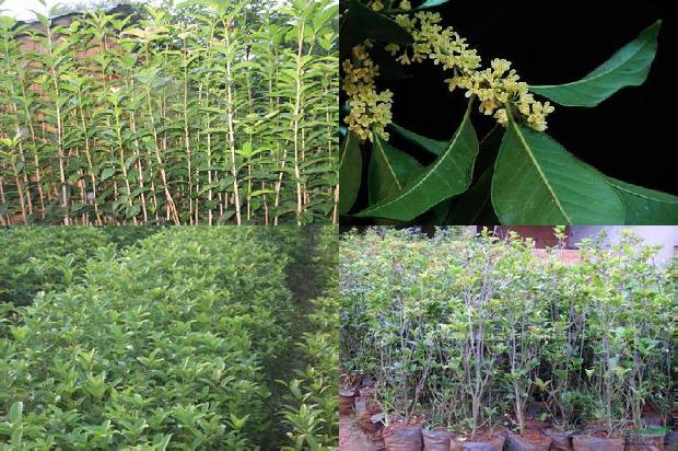桂花树价格-恩施富硒板栗桂花树绿色高效栽培技术1657469758880