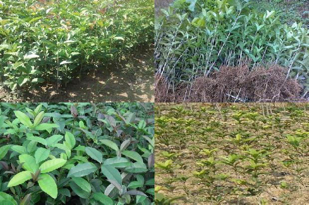 桂花树价格「嫁接桂花不同生育期抗病性及其与根际环境的关系」1657556610578