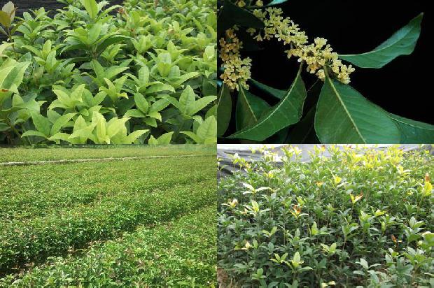桂花树价格-秘鲁桂花高效再生体系的研究1657729525666
