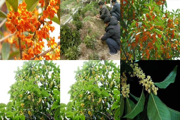 桂花树价格-秘鲁桂花高效再生体系的研究1657729526011