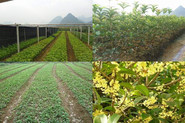 桂花树价格(新疆伊宁县2012年幼龄桂花树冻害情况调查及规避措施)1658422435443