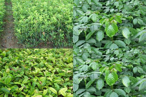 桂花树价格_不同有机肥用量对樱桃桂花幼苗生长势的影响1658509293622