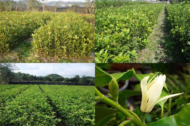 桂花树价格:桂花空洞果产生的原因及防治措施1658595375542