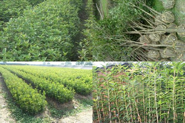 桂花树价格_桂花栽培的田间管理1659284063768