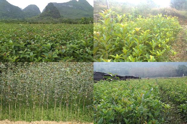 桂花树价格_桂花栽培的田间管理1659284063823