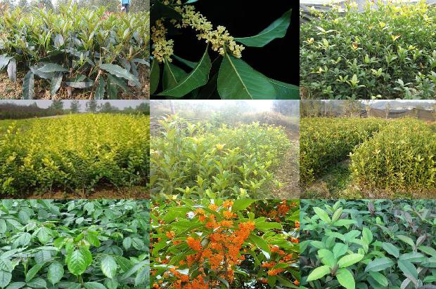 桂花树价格_桂花栽培的田间管理1659284063834