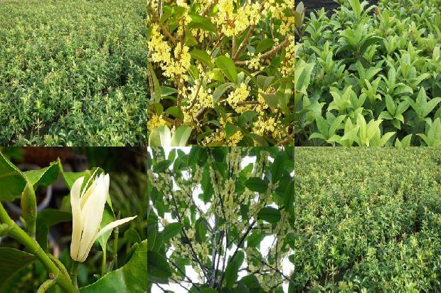 桂花树价格_浅谈桂花树病虫害防治中的问题与对策1660320520154