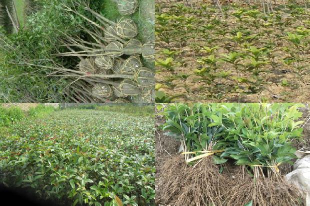 桂花树价格_浅谈桂花树病虫害防治中的问题与对策1660320520187