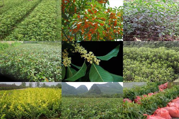 桂花树价格_河北省主要桂花树灾害及其防御措施1660406904236