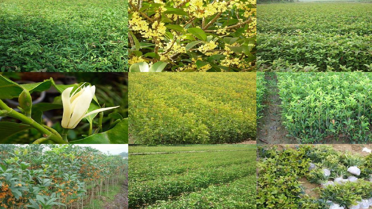 桂花树价格「濉溪县设施桂花氮肥总量控制试验研究」1660494804157