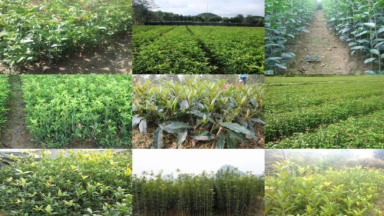 桂花树价格「濉溪县设施桂花氮肥总量控制试验研究」1660494804179