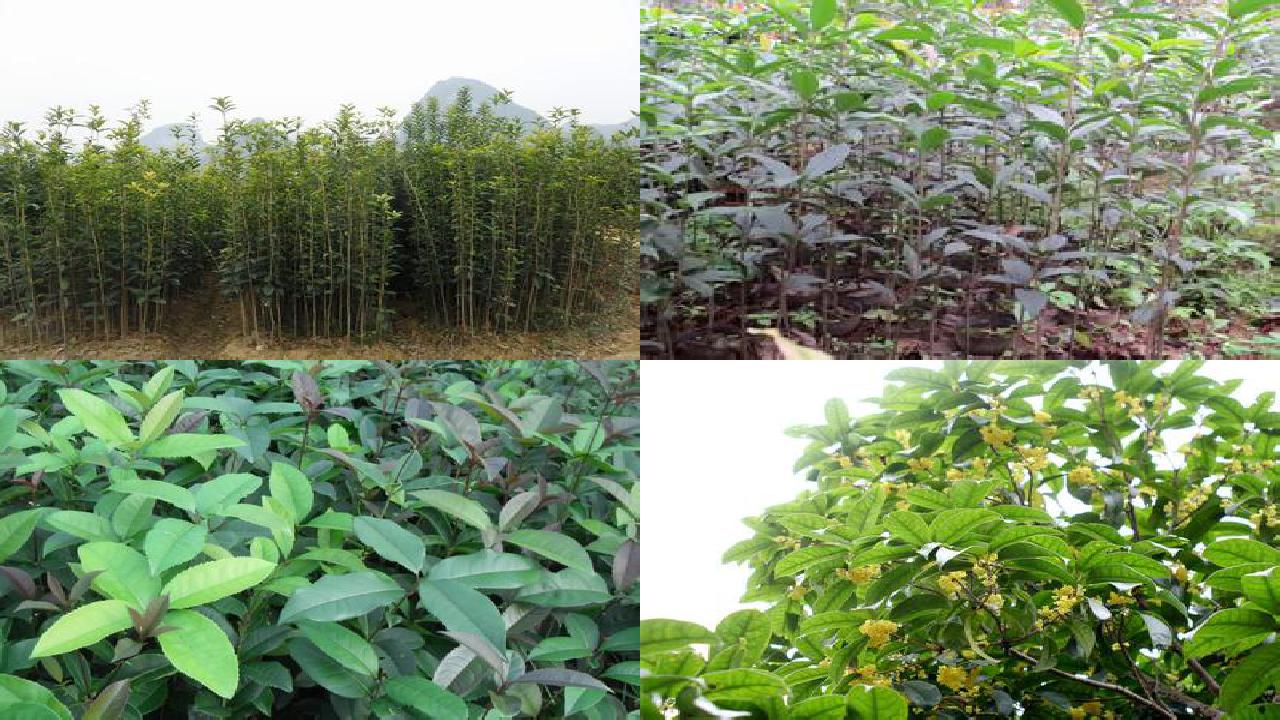 桂花树价格_酶抑制法检测桂花农药残留的效果探究1660666285758