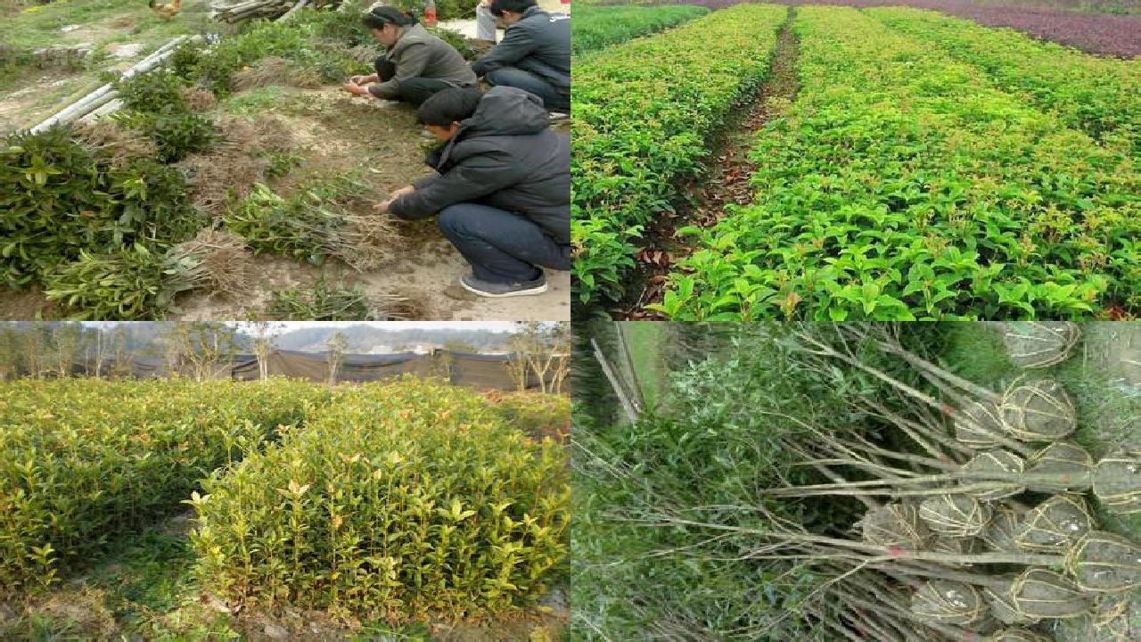 桂花树价格_酶抑制法检测桂花农药残留的效果探究1660666285780