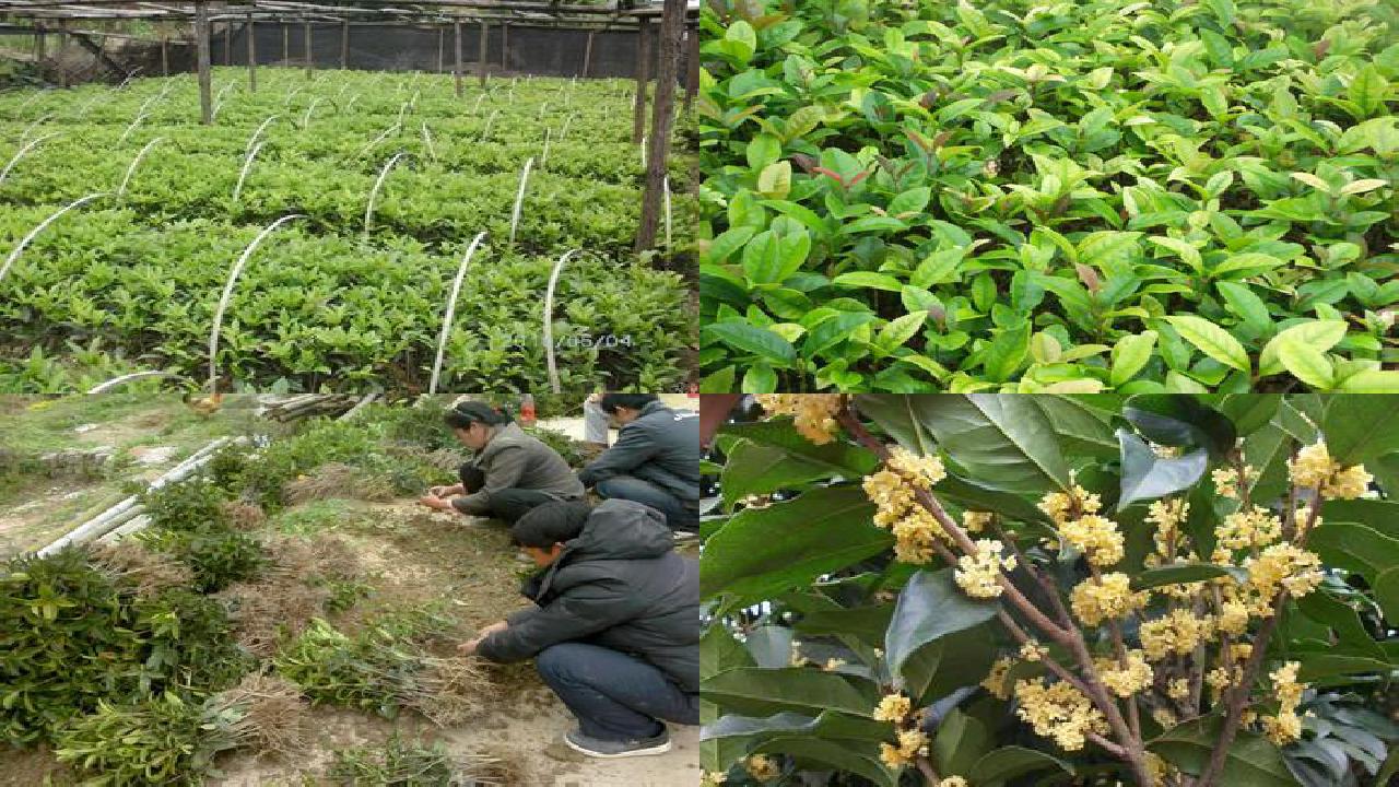 桂花树价格_酶抑制法检测桂花农药残留的效果探究1660666285791