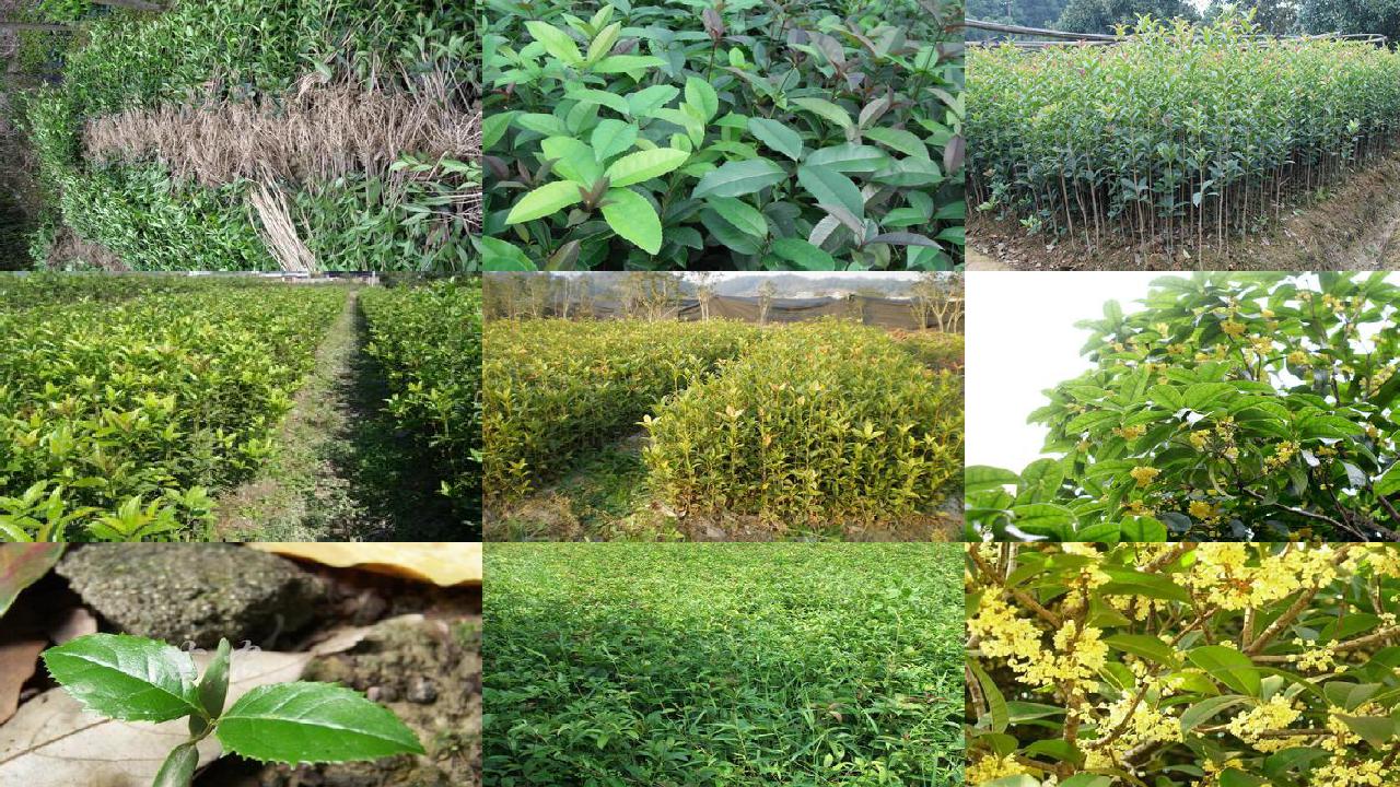 桂花树价格[沼肥对桂花树种植的影响]1660838998286