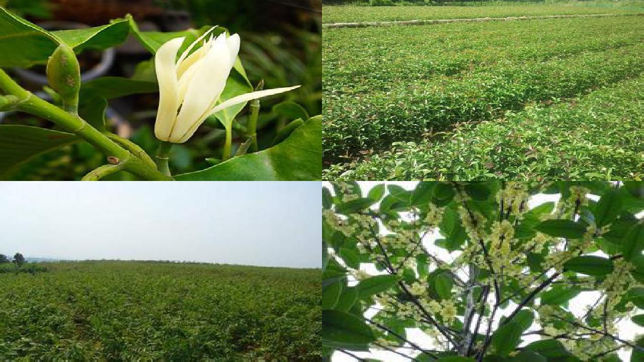 桂花树价格[沼肥对桂花树种植的影响]1660838998308