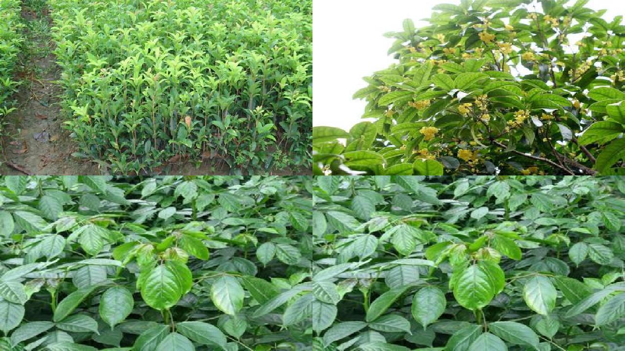 桂花树价格[沼肥对桂花树种植的影响]1660838998319