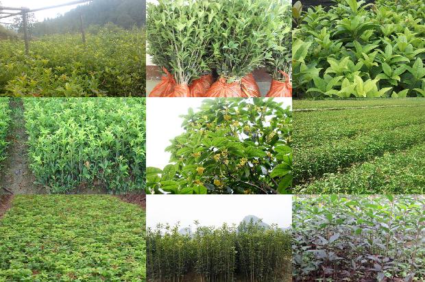 桂花树价格(沙坪坝区桂花病虫害绿色防控技术示范与应用)1660925350835