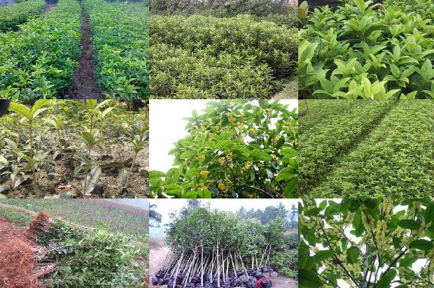 桂花树价格(沙坪坝区桂花病虫害绿色防控技术示范与应用)1660925350848