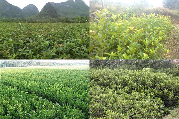 桂花树价格:追施不同形态氮肥对桂花树生长发育及产量的影响1661011813598