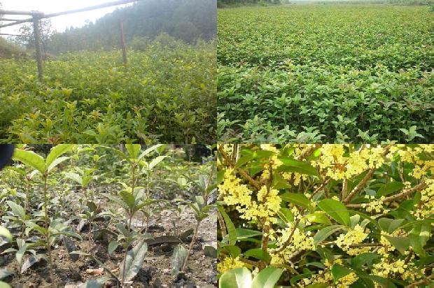 桂花树价格:追施不同形态氮肥对桂花树生长发育及产量的影响1661011813609