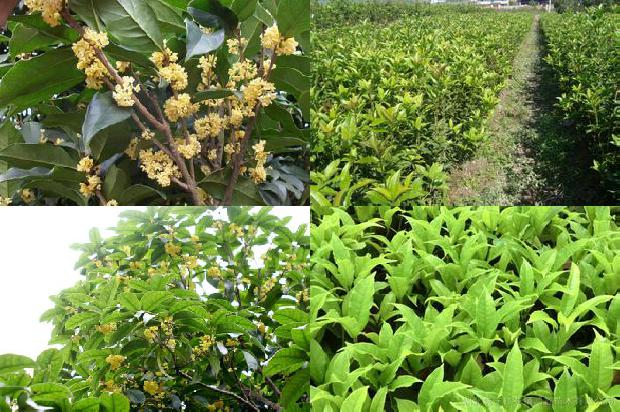 桂花树价格(特色桂花——藠头的丰产优质栽培技术)1661098184258