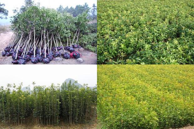 桂花树价格「黄金产业　暴利项目　桂花树加工“免费创业计划”答读者」1661962064511