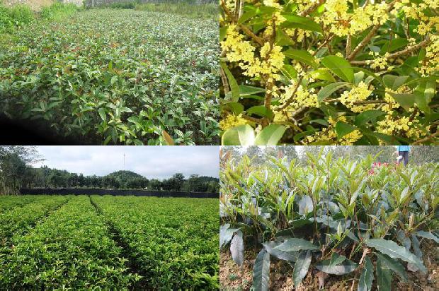 桂花树价格「黄金产业　暴利项目　桂花树加工“免费创业计划”答读者」1661962064522