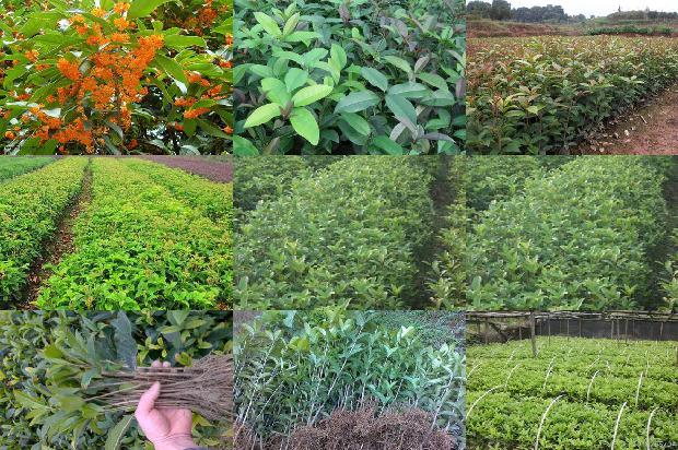 桂花树价格_桂花害虫的生物防治技术措施分析1662048454082