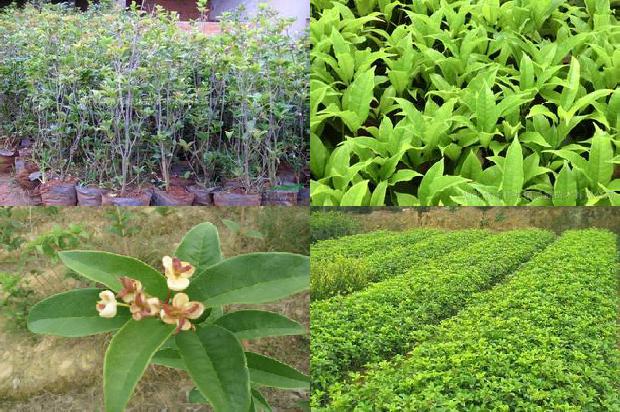 桂花树价格_桂花害虫的生物防治技术措施分析1662048454093