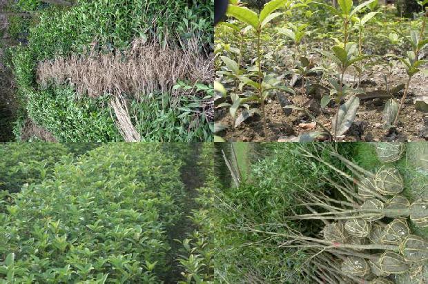 桂花树价格_桂花害虫的生物防治技术措施分析1662048454104