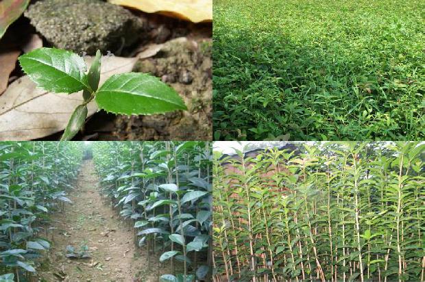 桂花树价格_桂花害虫的生物防治技术措施分析1662048454115
