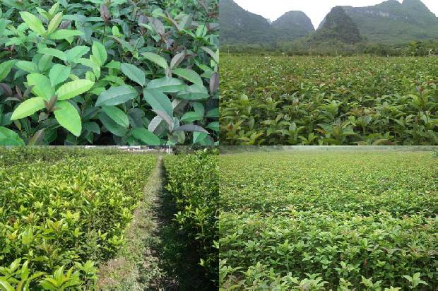 桂花树价格_桂花害虫的生物防治技术措施分析1662048454126