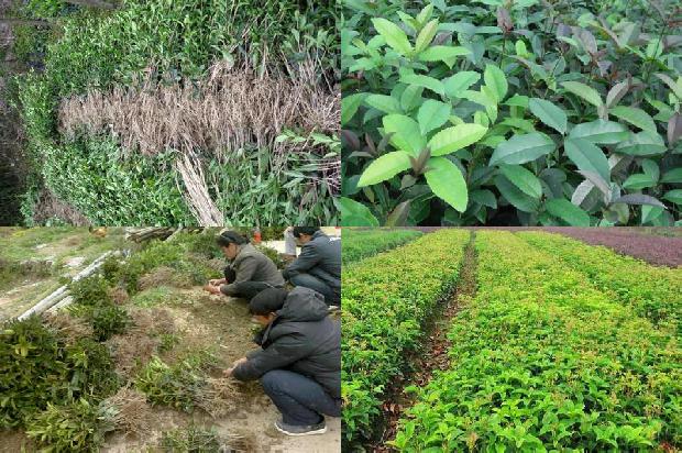 桂花树价格[基于绿色桂花的农业设施标准化管理优化策略]1662134858155